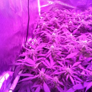 Grape Ape LED ScroG