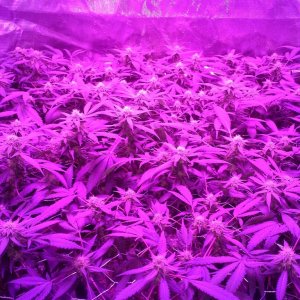 Grape Ape LED ScroG