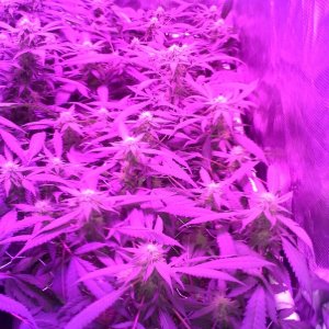 Grape Ape LED ScroG