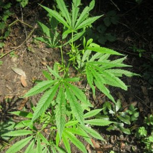 outdoor / guerilla / late veg