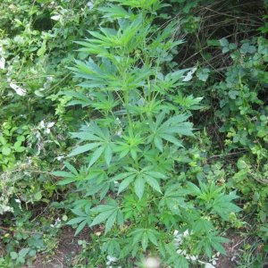 outdoor / guerilla / late veg