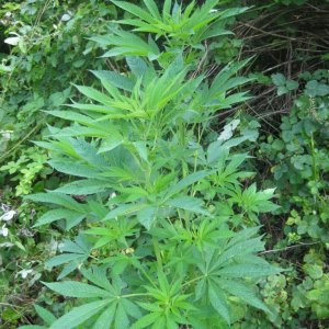 outdoor / guerilla / late veg