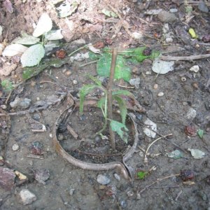 outdoor / guerilla / late veg