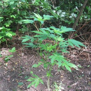 outdoor / guerilla / late veg