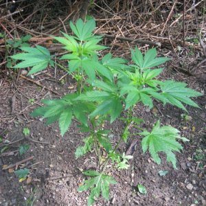 outdoor / guerilla / late veg