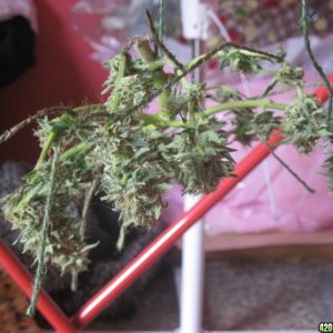 Gree Crack / harvested at 33rd day of flowering