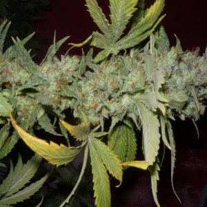 new strain,new strains,  shangrila