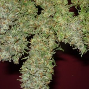 new strain,new strains,  shangrila