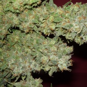 new strain,new strains,  shangrila