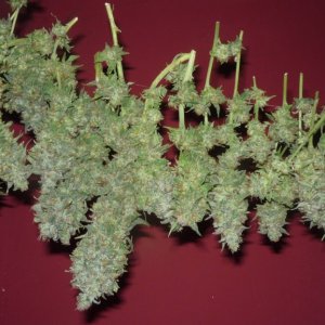 new strain,new strains,  shangrila