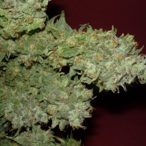 new strain,new strains,  shangrila