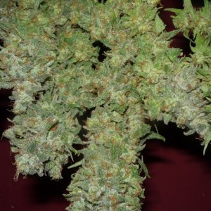 new strain,new strains,  shangrila