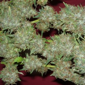 new strain,new strains,  shangrila