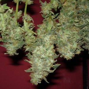 new strain,new strains,  shangrila