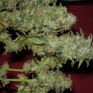 new strain,new strains,  shangrila