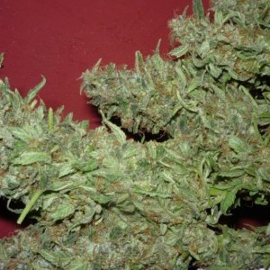 new strain,new strains,  shangrila