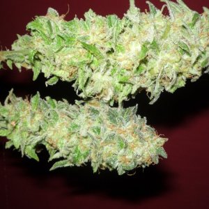 new strain,new strains,  shangrila