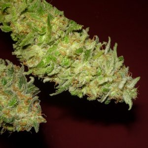 new strain,new strains,  shangrila