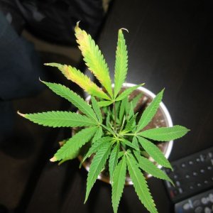 hindu skunk