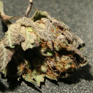 Purple White Bud