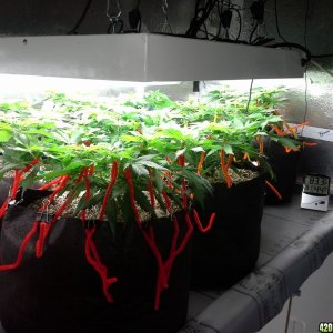 White Rhino LST