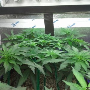 White Rhino LST