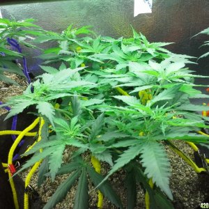 White Rhino LST