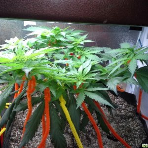 White Rhino LST