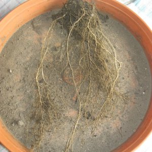 Cotton Candy's root / outdoor / harvest day