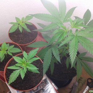 babys 3 super silver haze 1 unknown