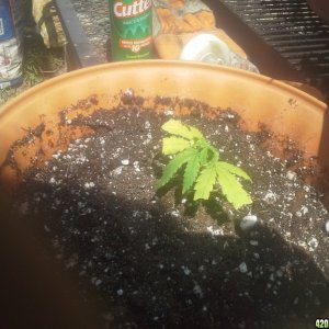 SoilGirl 7/04/14 First Clone! (UKH#2)