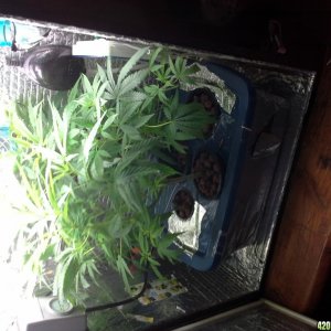 cash Crop Grow Box 3.0