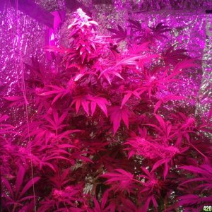 SoilGirl old grow pics Pineapple Kush