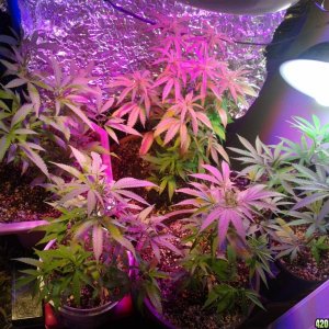 SoilGirl old grow pics young Jack Herer and Sour D