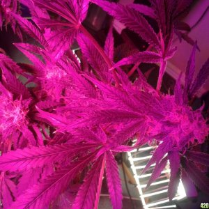 SoilGirl old grow pics Pineapple Kush