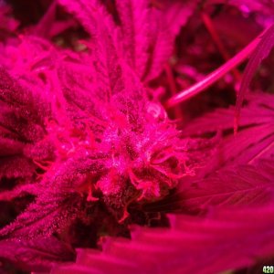 SoilGirl old grow pics Pineapple Kush sidenug closeup