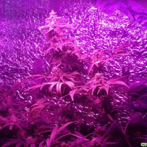 SoilGirl old grow pics Pineapple Kush indoor monster