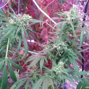 SoilGirl old grow pics Jack Herer #3