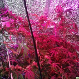 SoilGirl old grow pics Jack Herer #3