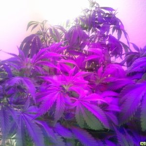 SoilGirl old grow pics young sharksbreath