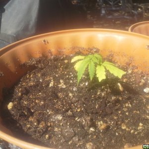 SoilGirl Summer 2014 grow UKH#2 clone, struggling