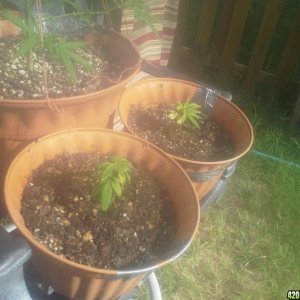 SoilGirl 7/7/14 outdoor clones (UKH#1 and UKH#2)