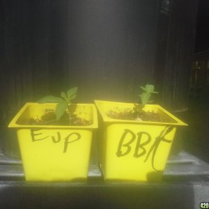 SoilGirl 7/7/14 outdoor sprouts (BBK and EUP)