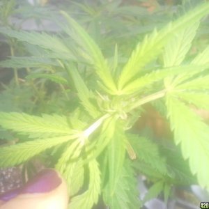 SoilGirl 7/7/14 outdoor zoom in on early flowering/pistils in UKH#1