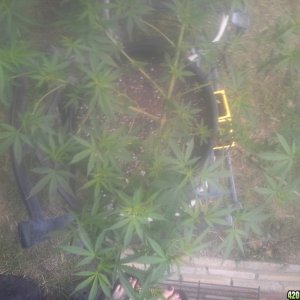 SoilGirl 7/7/14 outdoor UKH#1 from above after some defol