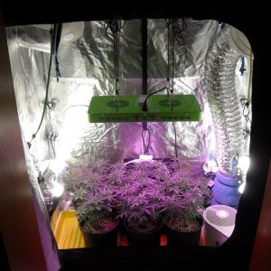 Grow Box with LEDs and CFLs