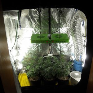 Grow Box with CFLs