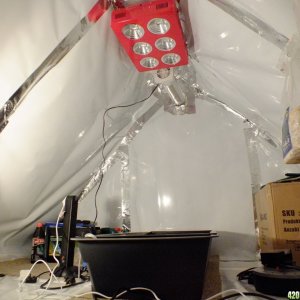 Attic grow room