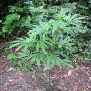 outdoor / guerilla / late veg