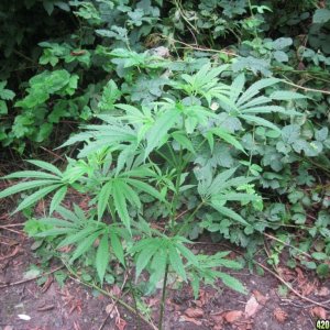 outdoor / guerilla / late veg